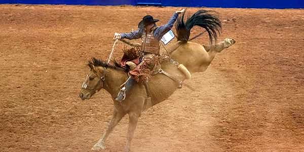 Image of The American Rodeo In Arlington